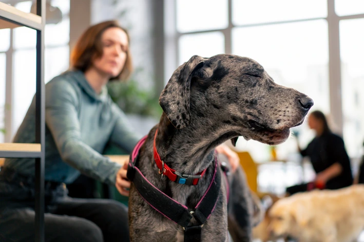 Cão de porte médio com coleira e guia em primeiro plano, em ambiente de clínica, enquanto uma mulher ao fundo interage com ele em um espaço interno iluminado