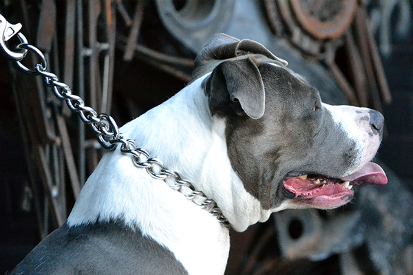 tipos de coleiras para cachorro coleira enforcadora para cachorro