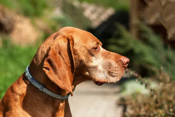 tipos de coleiras para cachorro Coleira Antipulgas para cachorro