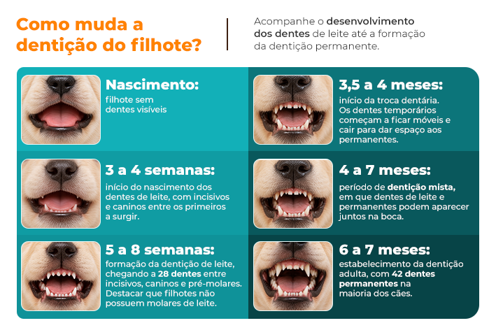 infográfico sobre a evolução da dentição canina