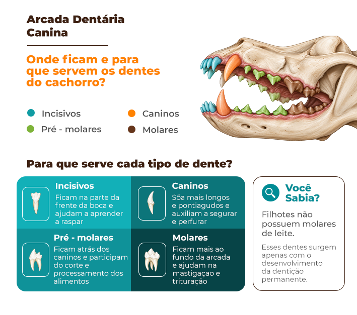 infográfico: mapa da dentição canina mostrando a posição e a quantidade de incisivos, caninos, pré-molares e molares