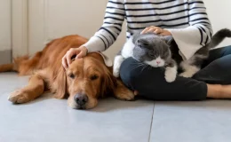 cães e gatos mês do amigo cobasi