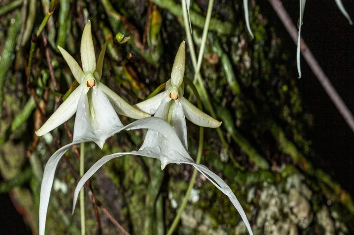 orquidea rara a noite