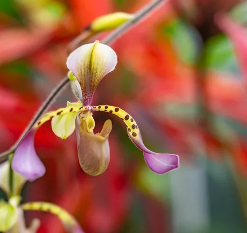 Paphiopedilum lowii orquídea rara flor