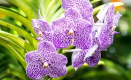 pétalas de orquídea vanda