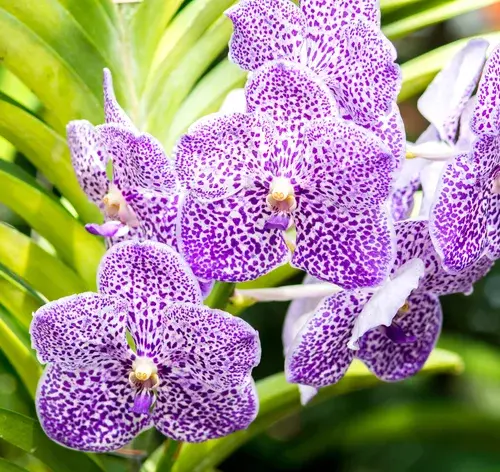 pétalas de orquídea vanda
