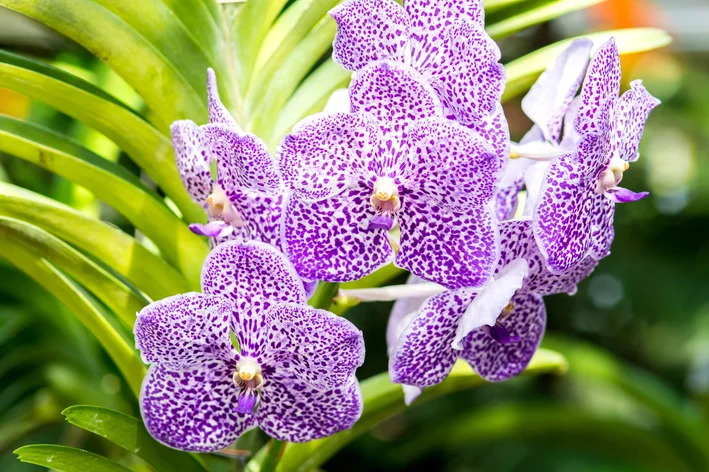 pétalas de orquídea vanda