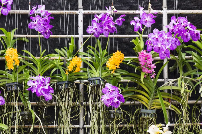 orquídeas no vaso suspenso