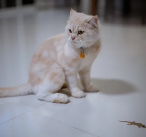 gato perto da doença da lagartixa