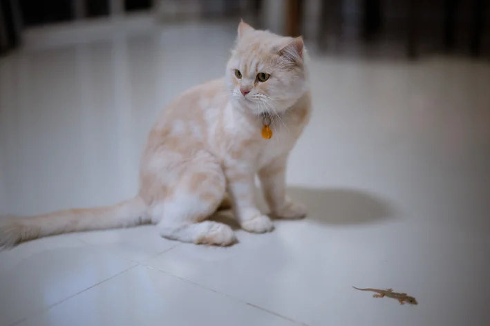 gato perto da doença da lagartixa