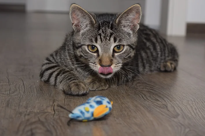 gato caçando brinquedo