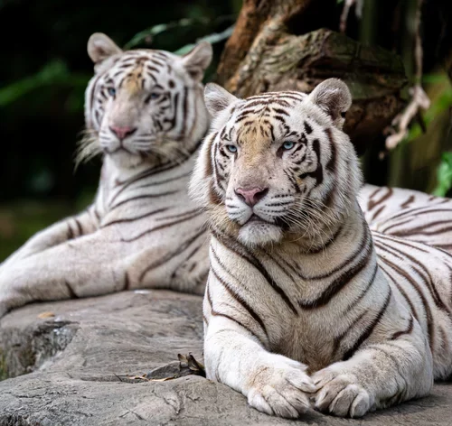 casal de tigre branco
