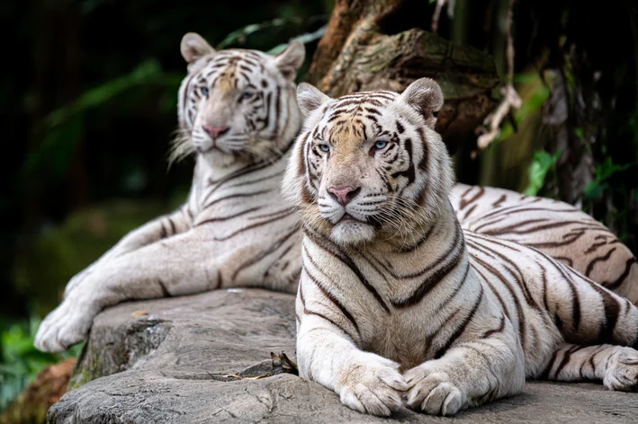 casal de tigre branco