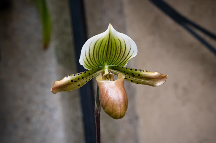 orquídea rara Urban Paphiopedilum