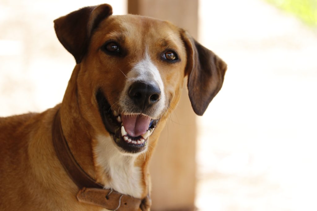 raças de cachorro médio Vira-lata caramelo 