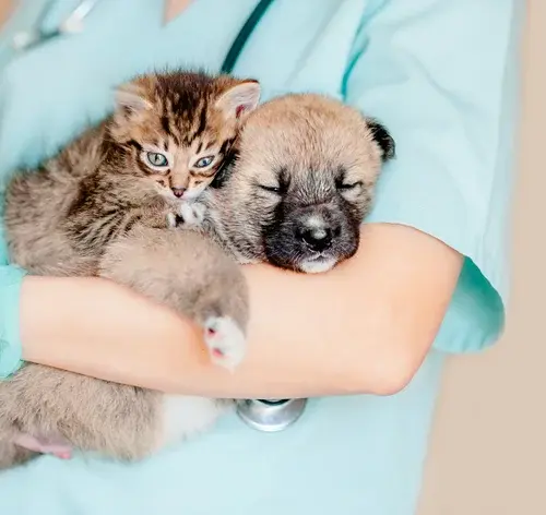 Veterinário segurando cachorro e gato
