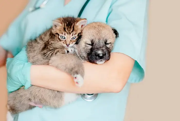 Veterinário segurando cachorro e gato