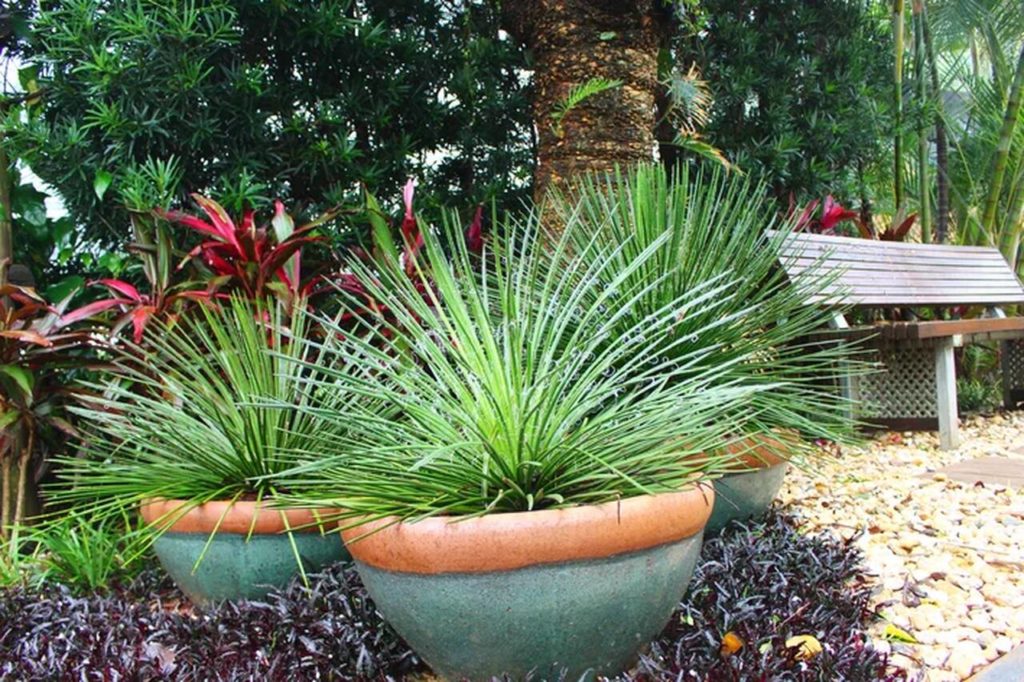 plantas para jardim resistentes ao sol Agave Palito