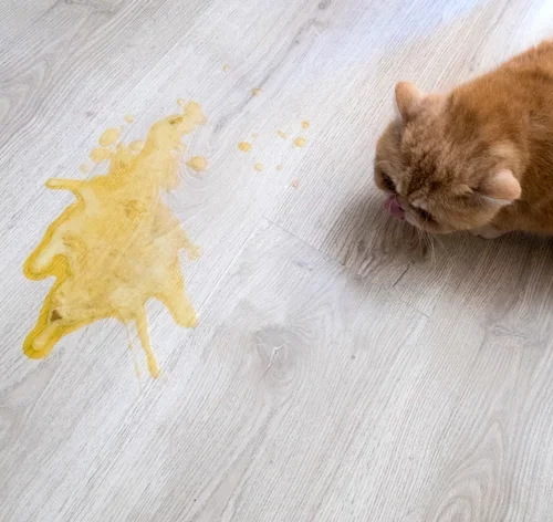 gatos vomitando amarelo