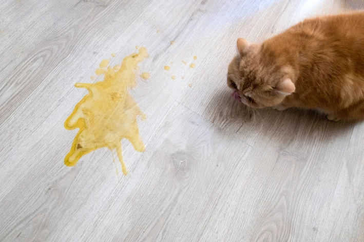 gatos vomitando amarelo