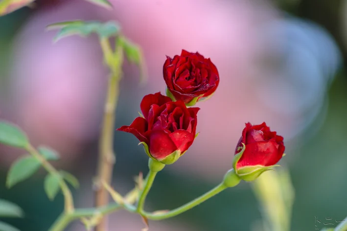 plantio de flores em casa