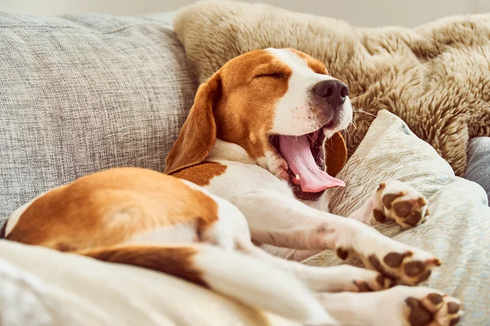 gardenal da sono em cachorro