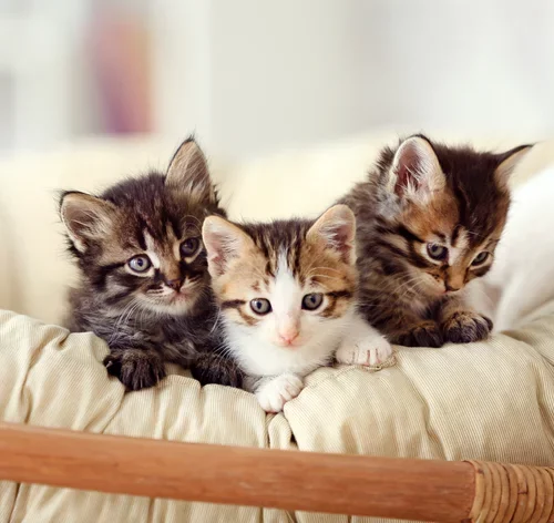 coletivo de gatos curiosidades