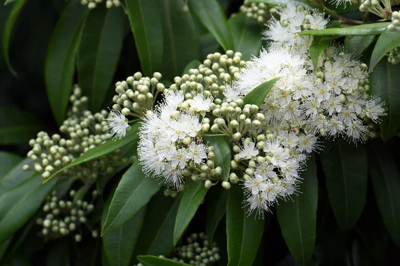 Plantas de sol pleno: Murta