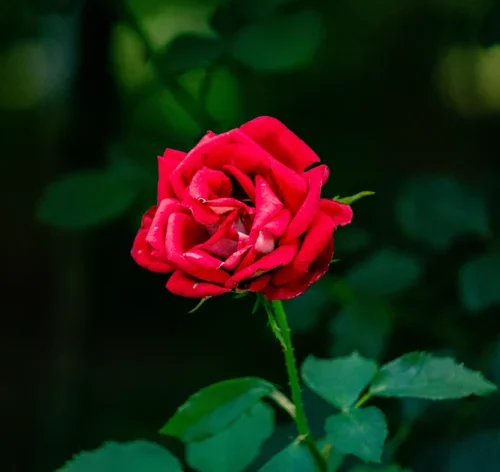 como fazer muda de rosas