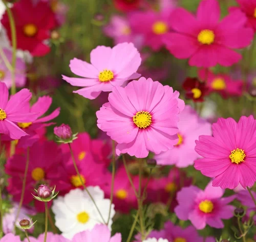 Cosmos caudatus kunth