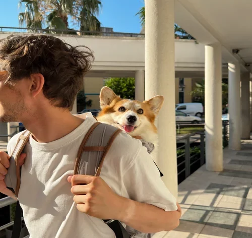 pai de animais