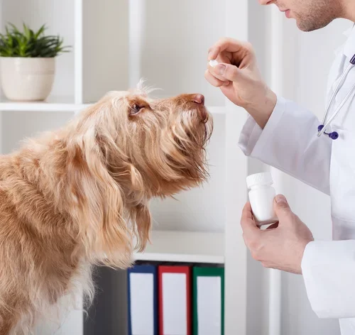 gardenal para cachorro