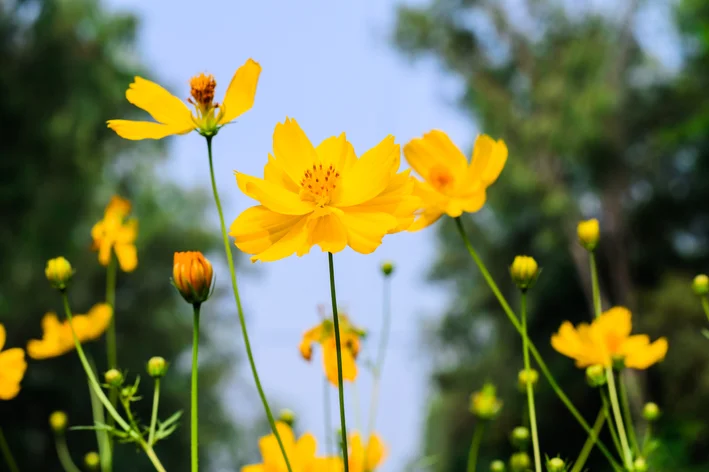 Cosmos sulphureus Cav