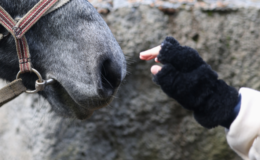 terapia com cavalos