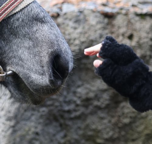 terapia com cavalos