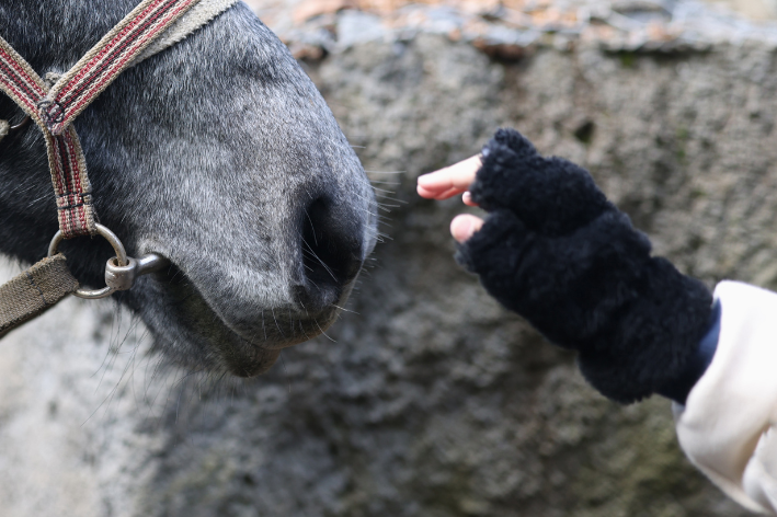 terapia com cavalos