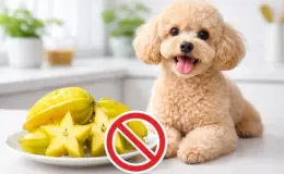 cachorro pode comer carambola