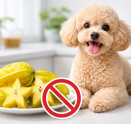 cachorro pode comer carambola