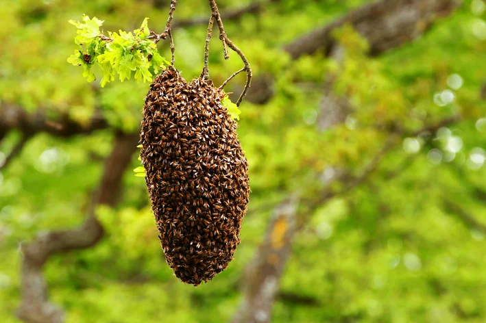 enxame de abelha no jardim da casa