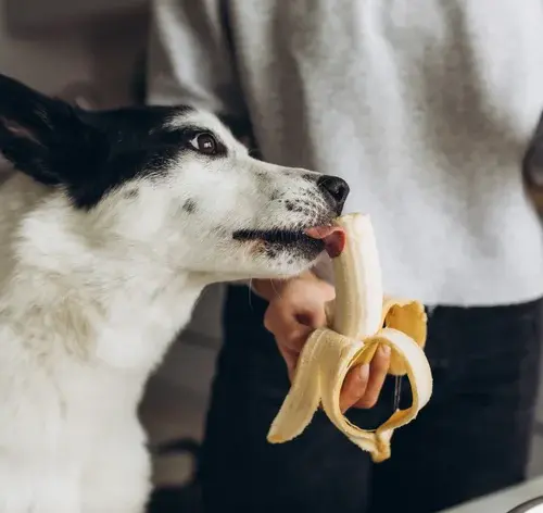 tutor oferecendo banana, uma das frutas que cachorro pode comer