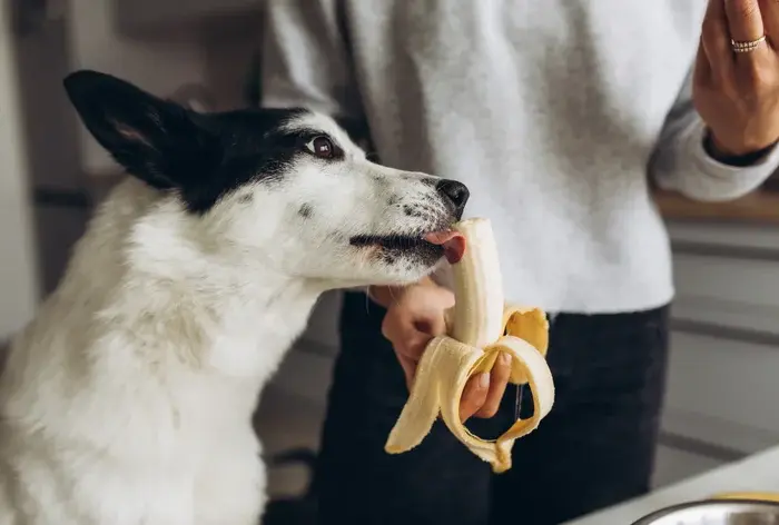 tutor oferecendo banana, uma das frutas que cachorro pode comer