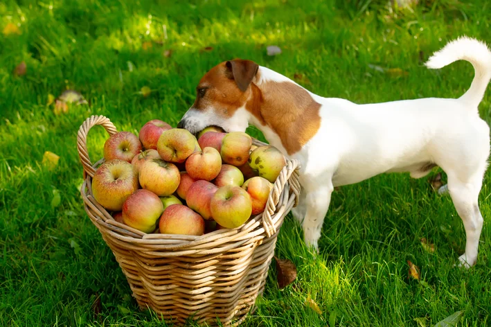 cachorro comendo maçâ