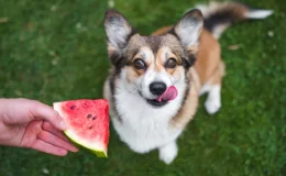 cachorro pode comer melancia