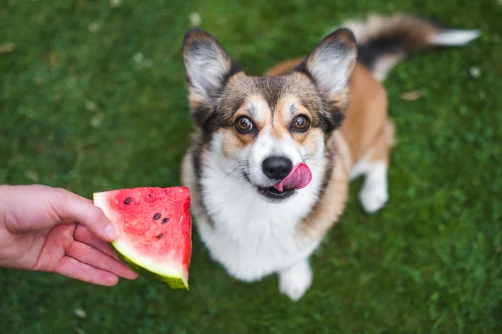 cachorro pode comer melancia