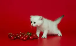gato pode comer morango