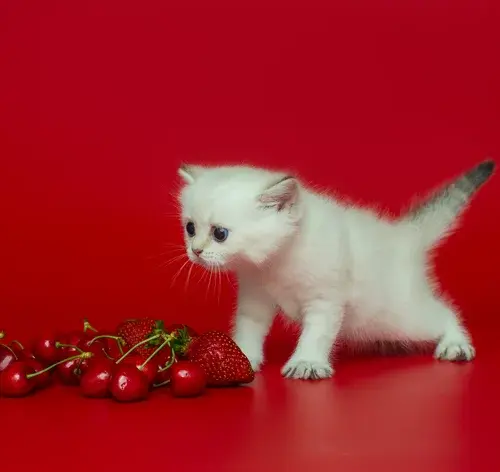 gato pode comer morango