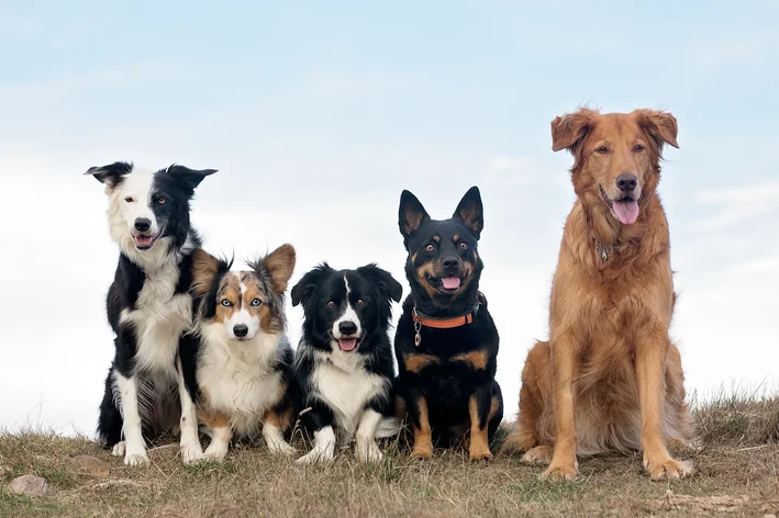 coletivo de cães