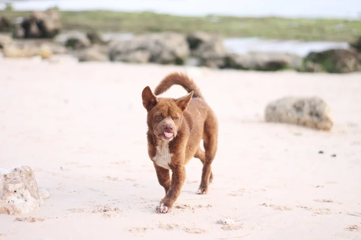 cachorro tem sindrome de down