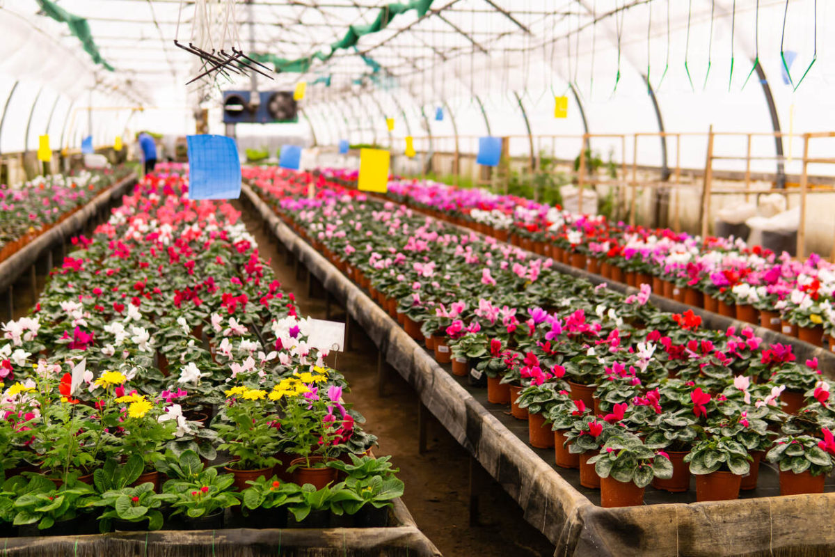 Qual é o coletivo de flores? Descubra! - Blog da Cobasi