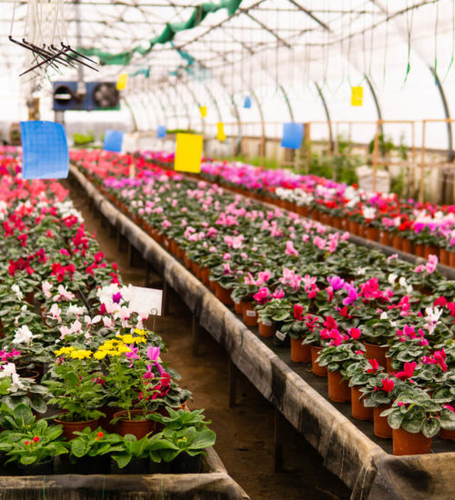coletivo de flores